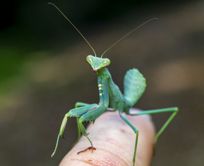 Close-up of praying mantis on hand