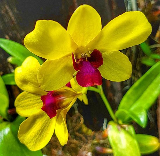 Close-up of yellow orchid blooming outdoors