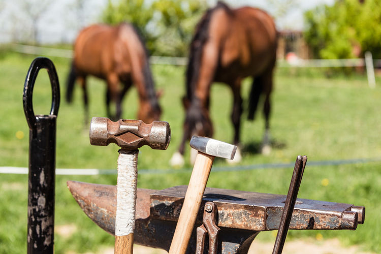 Farrier work tools anvil, pincers, hammer and horseshoe. in the background two horses.
