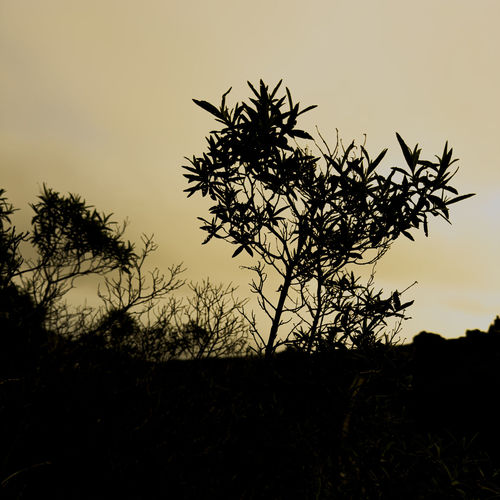 Low angle view of tree against sky during sunset