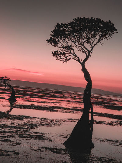 Silhouette tree on beach against sky during sunset