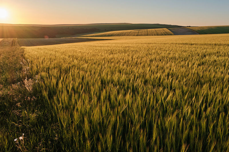 Wide angle view of wheat fields on a sunny evening in the south downs national park 