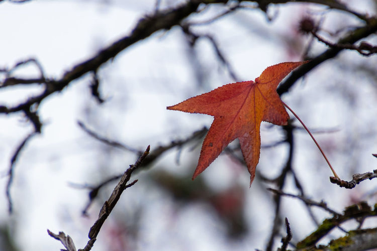 Close-up of orange maple leaves on tree during winter