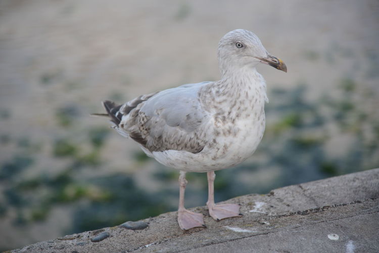 Close-up of seagull perching on retaining wall