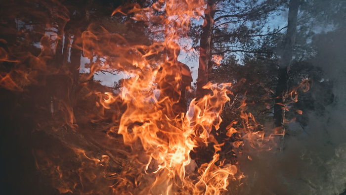 Fire against trees in forest