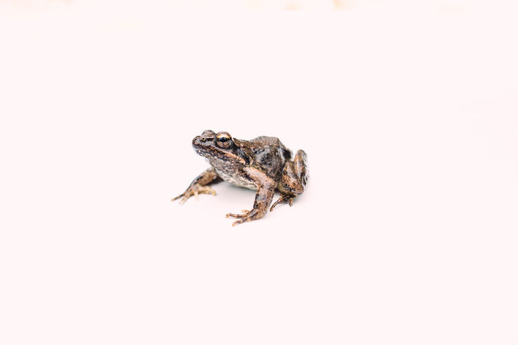Close-up of frog on white background