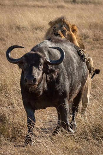 Male lion holding cape buffalo from behind