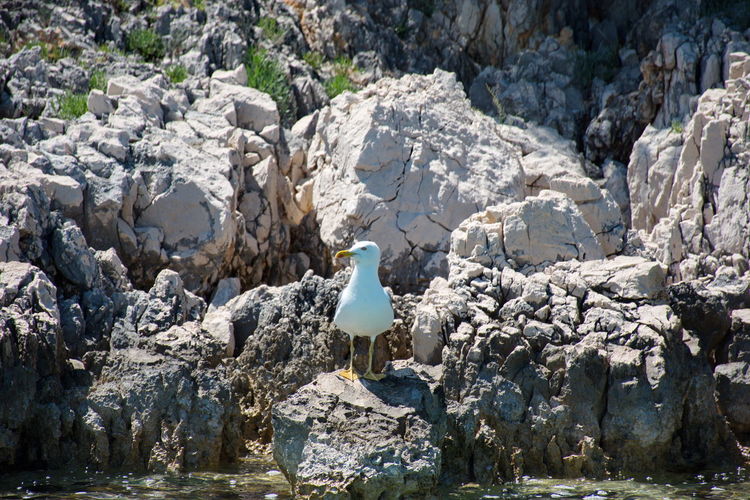 Portrait of seagull standing on a rock