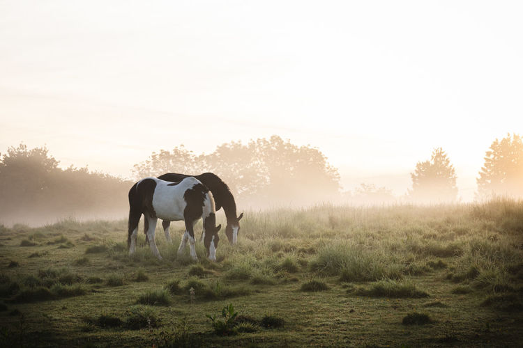 Two horses grazing in a meadow surrounded by mist 