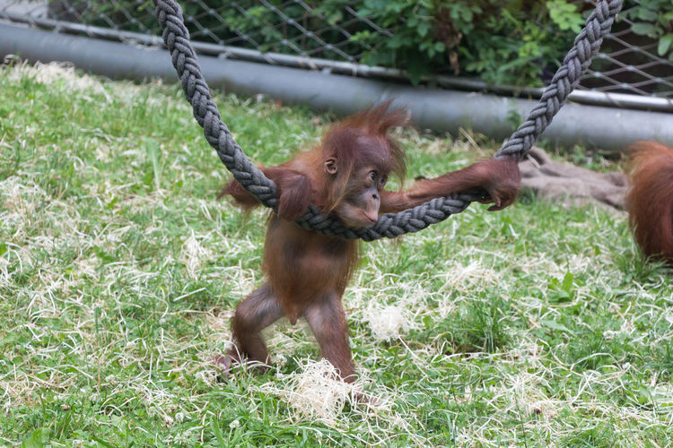 Close-up of monkey infant playing with rope at zoo