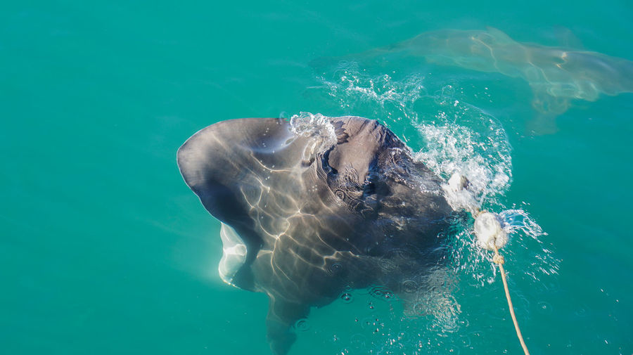 View of turtle swimming in sea
