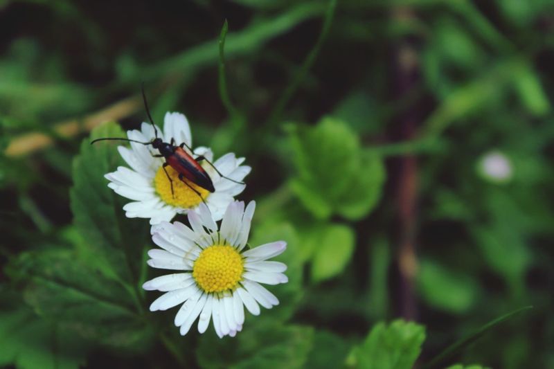 Close-up of butterfly pollinating flower