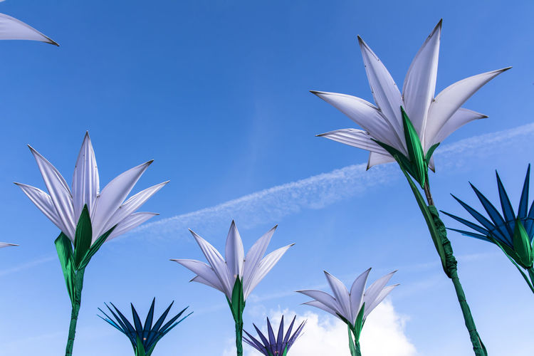 Low angle view of flowers against blue sky