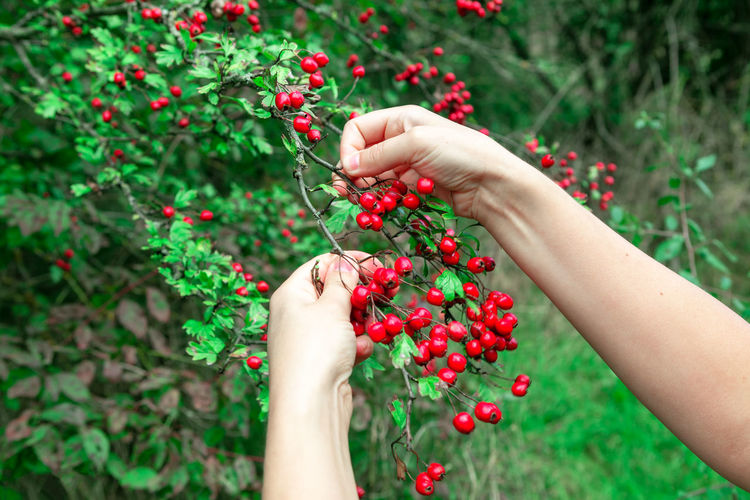 Girl picking hawthorn berries . red berries manual collected