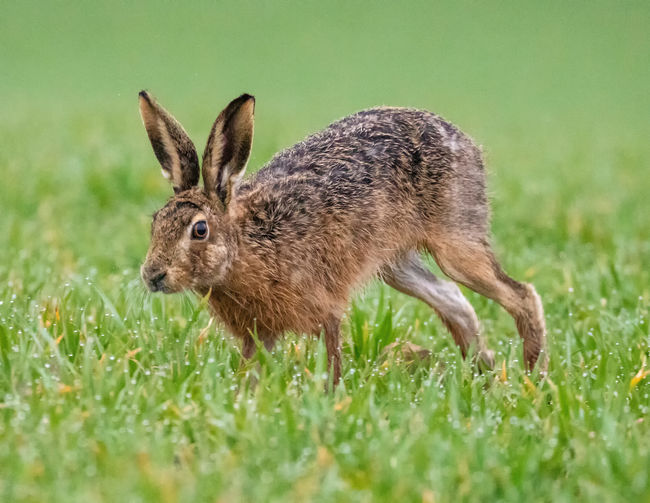 Side view of a brown hare on farmland 