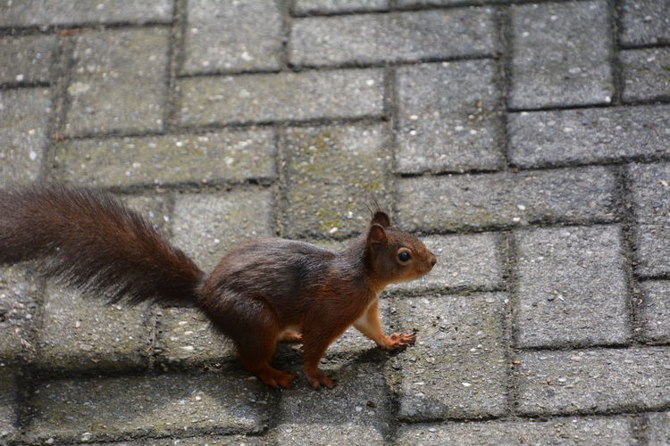 Close-up of squirrel on footpath