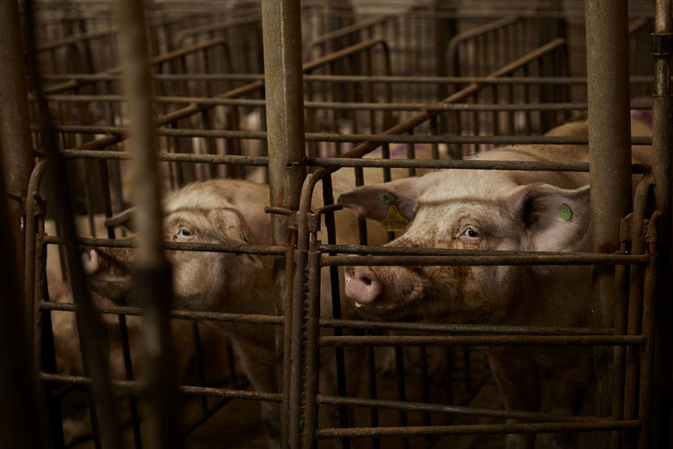 Pigs looking away in pen