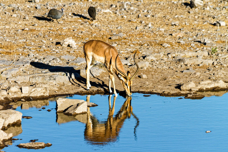 Black faced impala reflection in waterhole