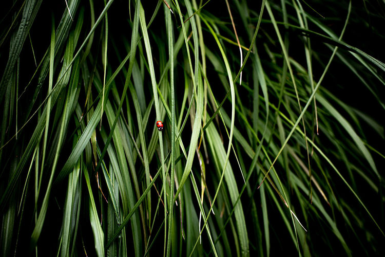 High angle view of ladybug on plant