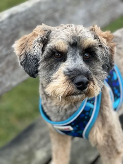 Close-up of dog