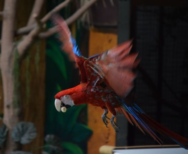 Close-up of red blue parrot