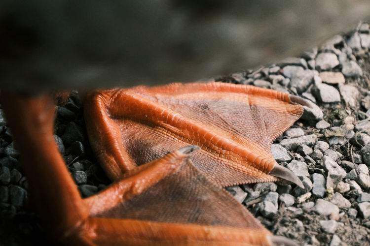Close-up of duck feet