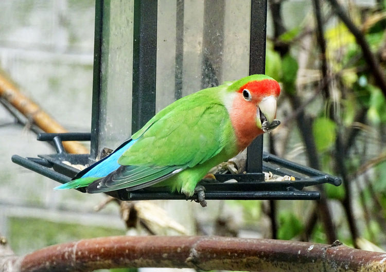 Close-up of parrot perching by feeder