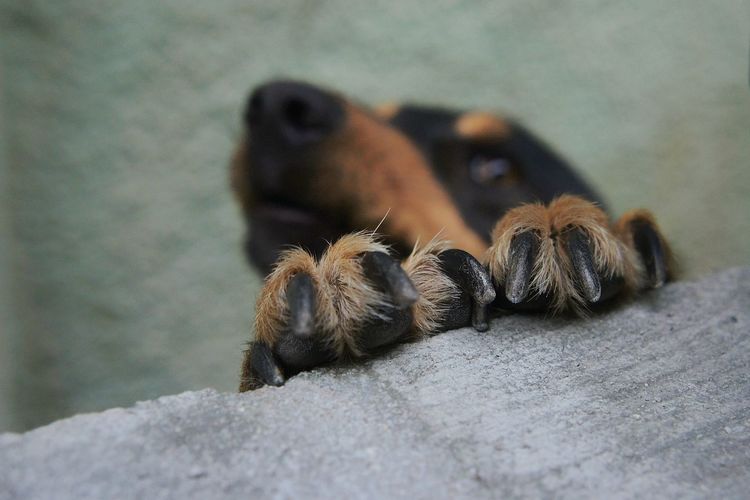 Close-up of dog paw on retaining wall