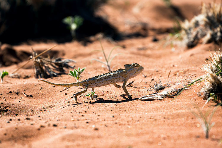 Weightless chameleon in the namib desert, one of the oldest deserts in the world.