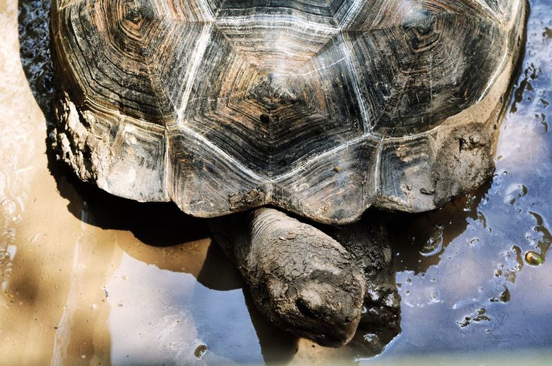 Close-up of tortoise in mud