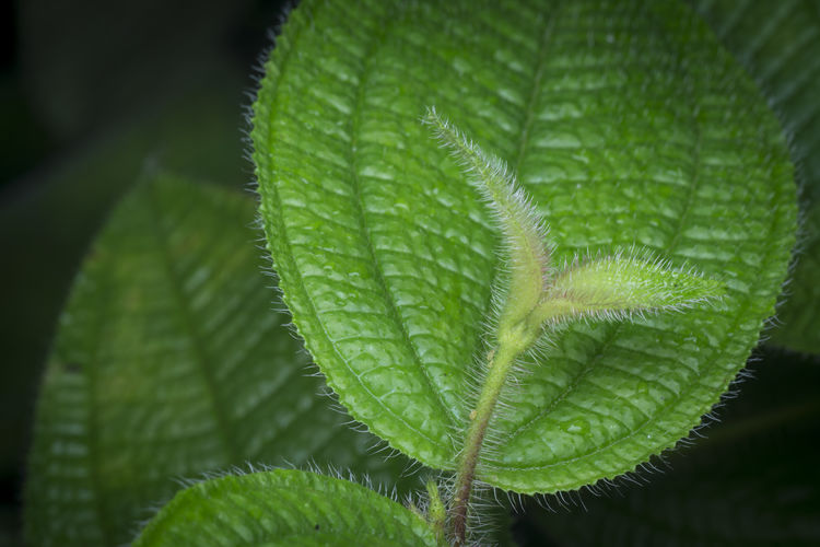 Close-up of green plant 