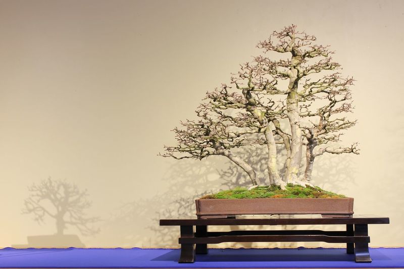 Empty bench with tree