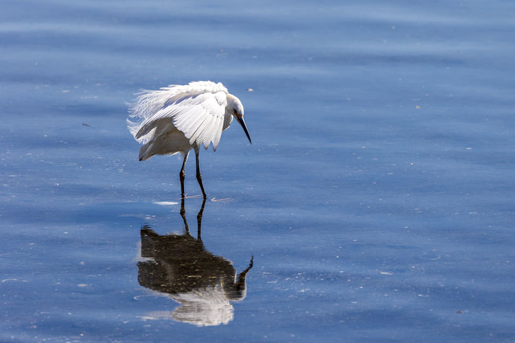 Bird in water