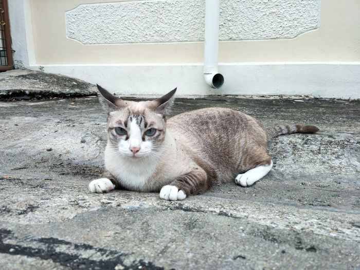 Portrait of cat lying on footpath against wall