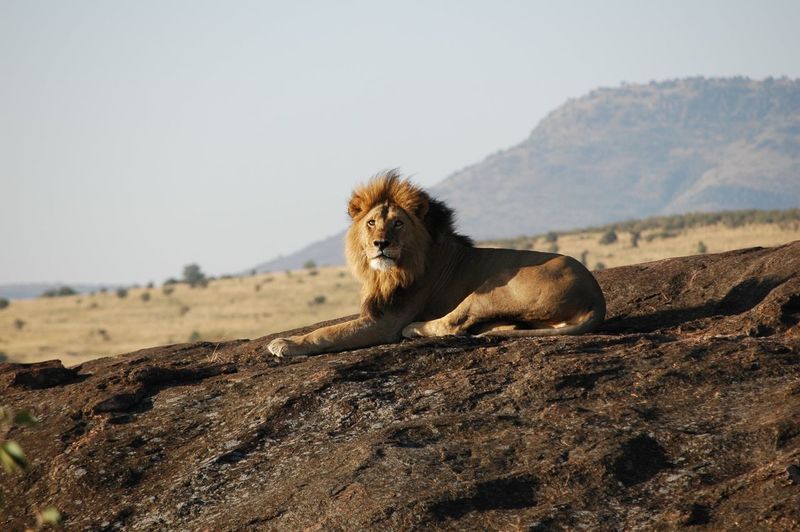 Lion sitting on field against sky 