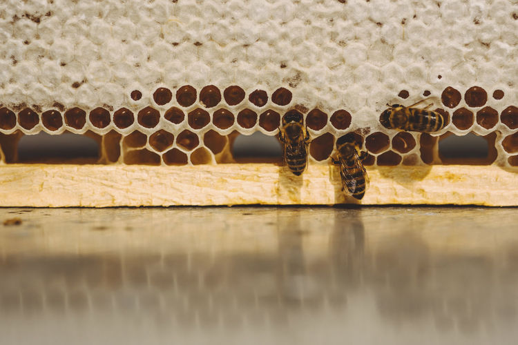 Bees on wooden beehive frame