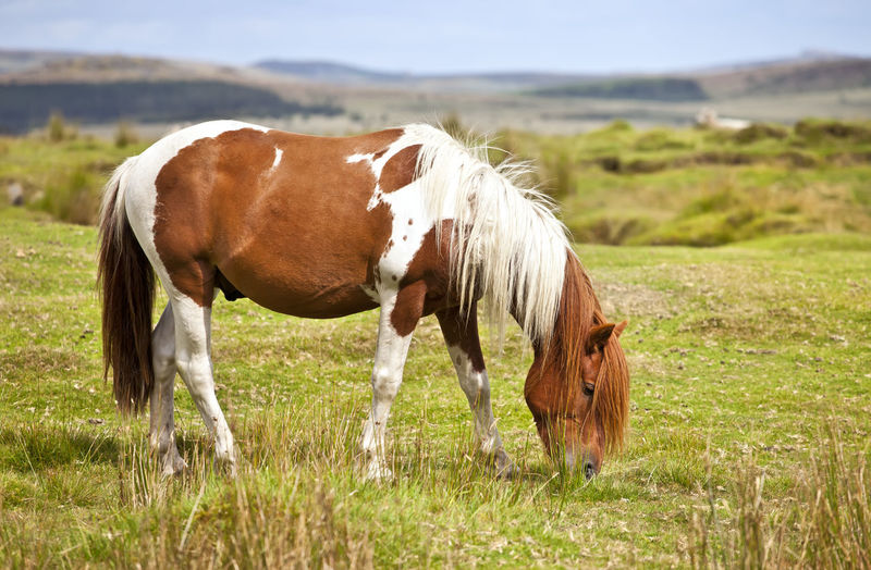 View of a horse in field
