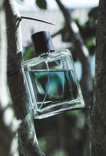 Male perfume bottle with tree branches. perfume on a natural background.