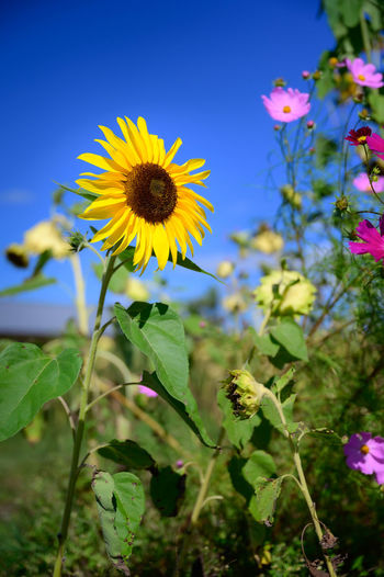 flower