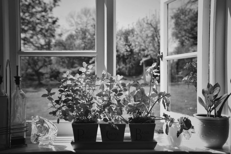 Potted plants on window sill at home