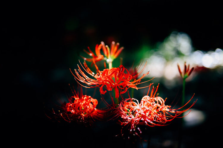 Close-up of red flowers