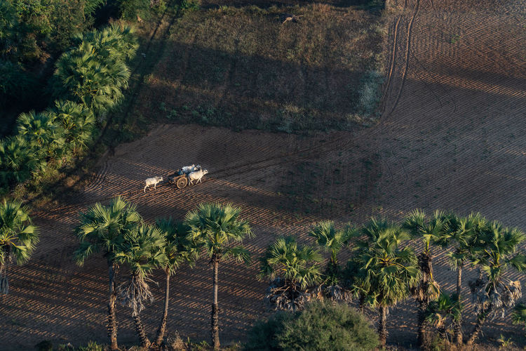 High angle view of agricultural field with palm trees in morning light
