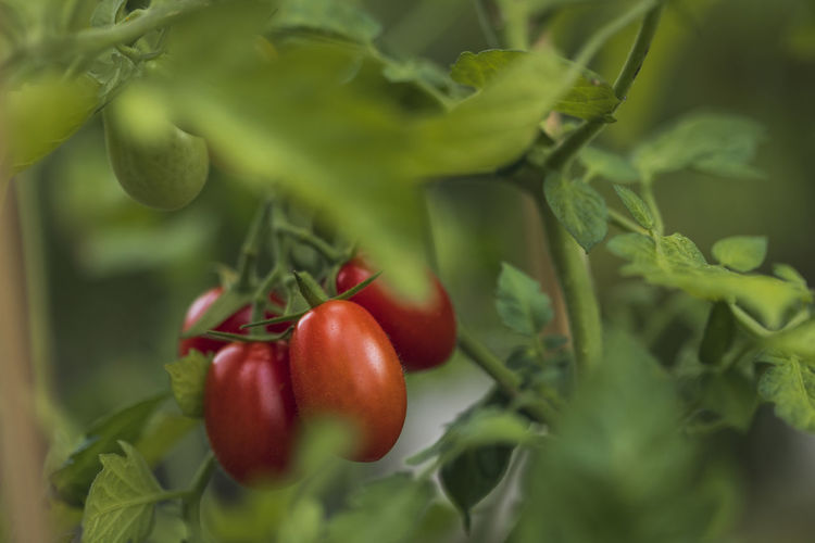 Close-up of tomatoes on branch