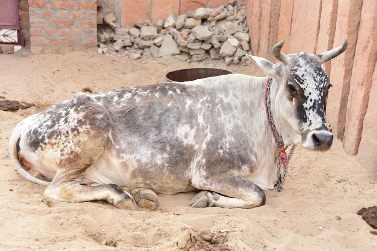 Cow relaxing on a land