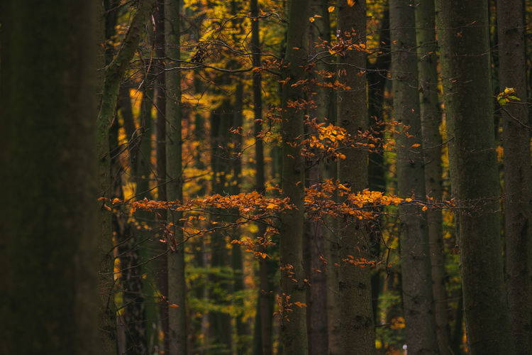 Trees in forest during autumn