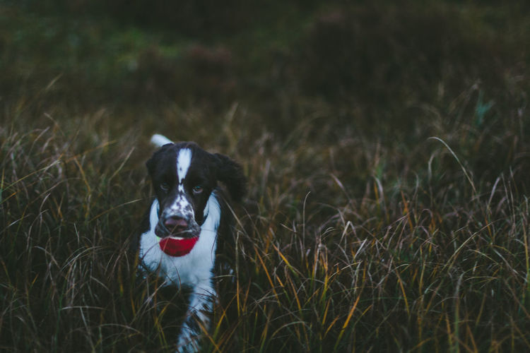 Close-up portrait of english springer spaniel at grassy field