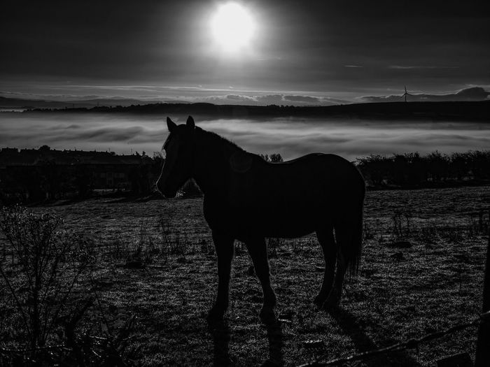 Silhouette horse against sky at night