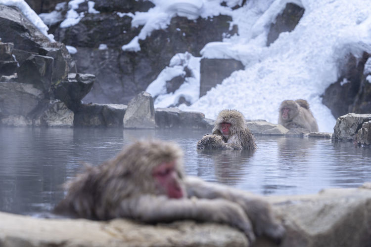 Monkeys soaking onsen at hakodate is popular hot spring. monkey family on hakodate in japan.
