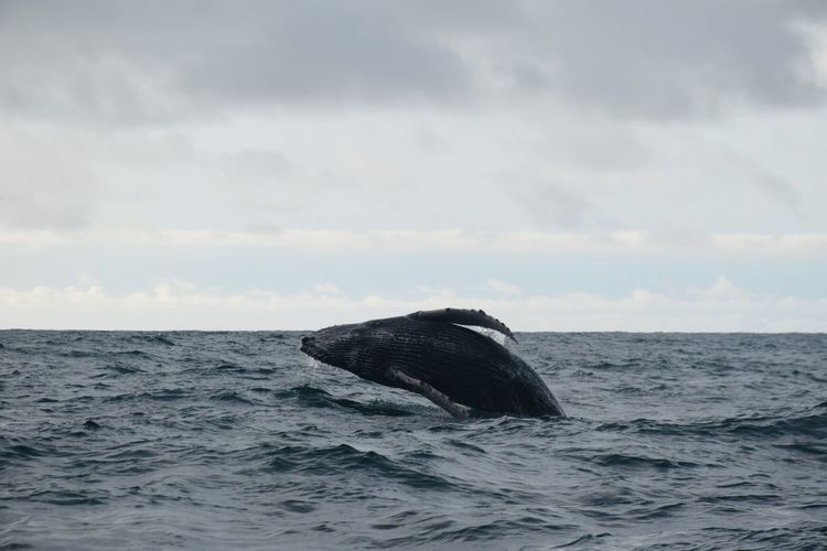 Whale jumping close to nuqui, colombia.