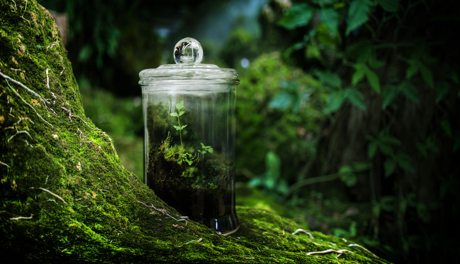 Green moss in glasshouse garden on rain forest fresh nature with collect nature in box